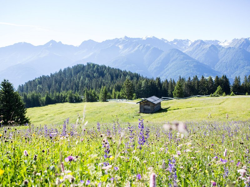 Die Cervosa Alm auf 2 000 Metern Blumenwiese mit Hütte, Tannenwald und Bergen im Hintergrund